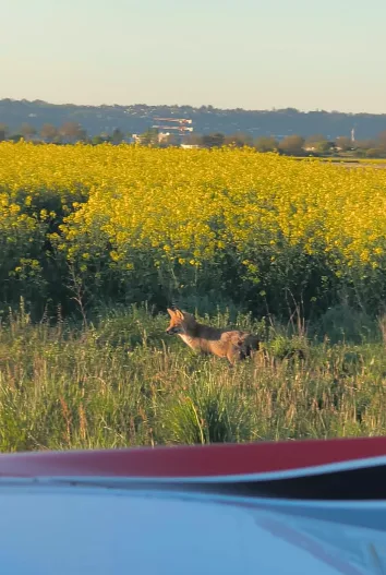 Renard observé depuis un avion sur la plateforme de Bron en 2026